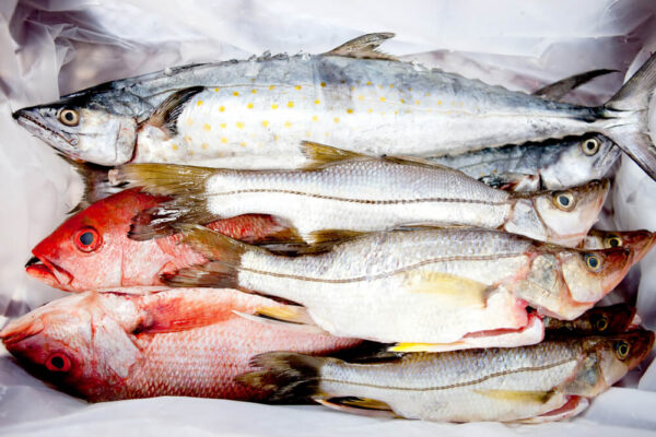 Fish